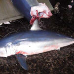 i283726789478557616._szw565h2600_