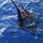 i283726789478557792._szw565h2600_