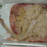 i283726789478557807._szw565h2600_