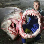 i283726789478557922._szw565h2600_